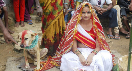 فى بلد العجائب ... هندية تتزوج كلبا بسبب حظها السيئ